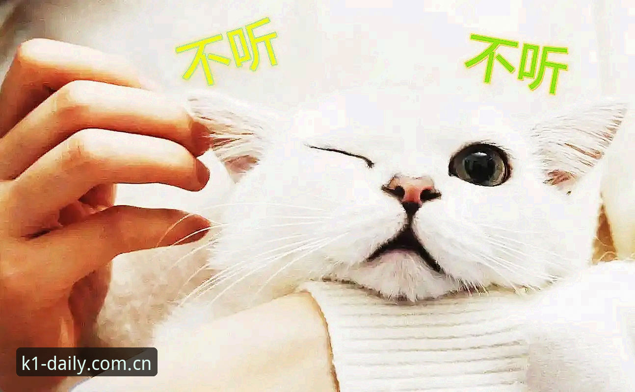 老王上个月还跟我抱怨，手机里那个K1体育老图标点进去，转圈转半天，最后弹出一行“登录失效，请重新验证”。他以为是自己账号出了问题，密码改了三次，还是进不去。后来才搞明白，不是他的问题，是旧版本压根儿就不适配现在的服务器接口了。这事不稀奇，今年体育数据服务商大面积更新协议，老版本APP的登录通道基本全废，K1体育只是其中动作比较快的一家。